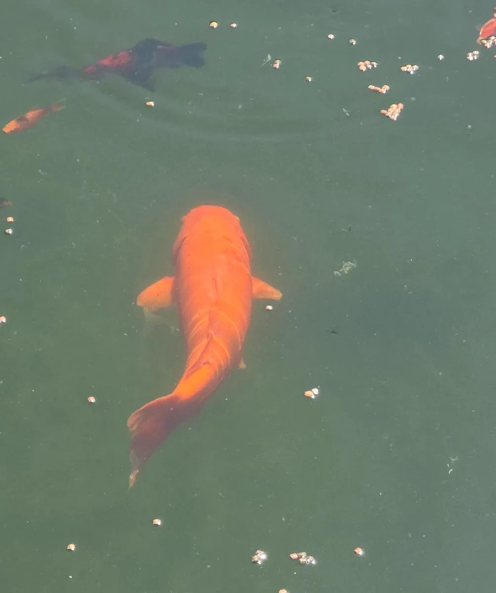 Koi - Image 1