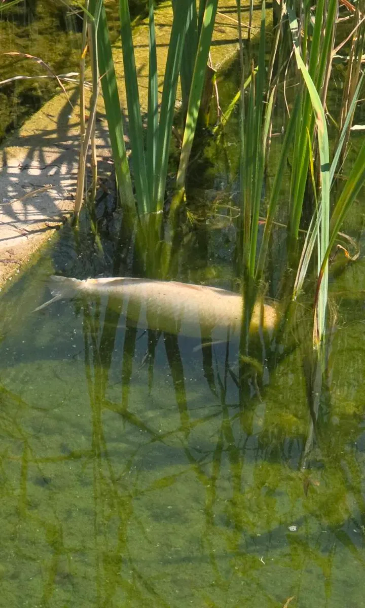 Koi - Image 2