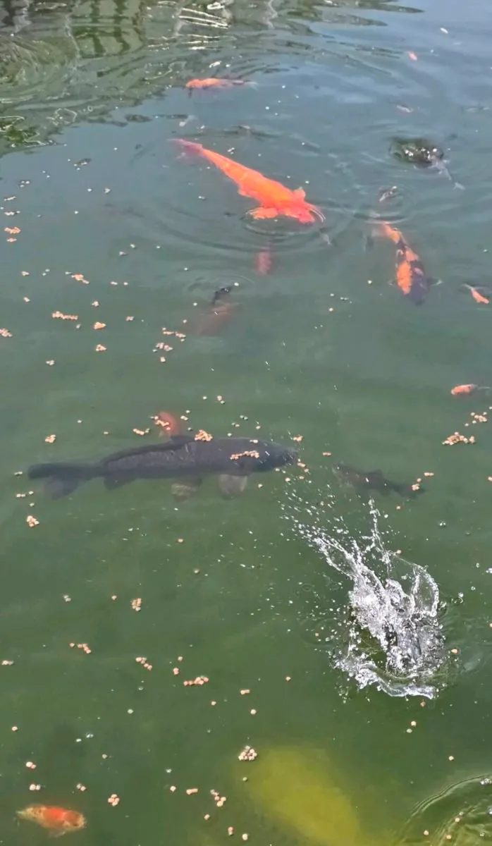 Koi - Image 3