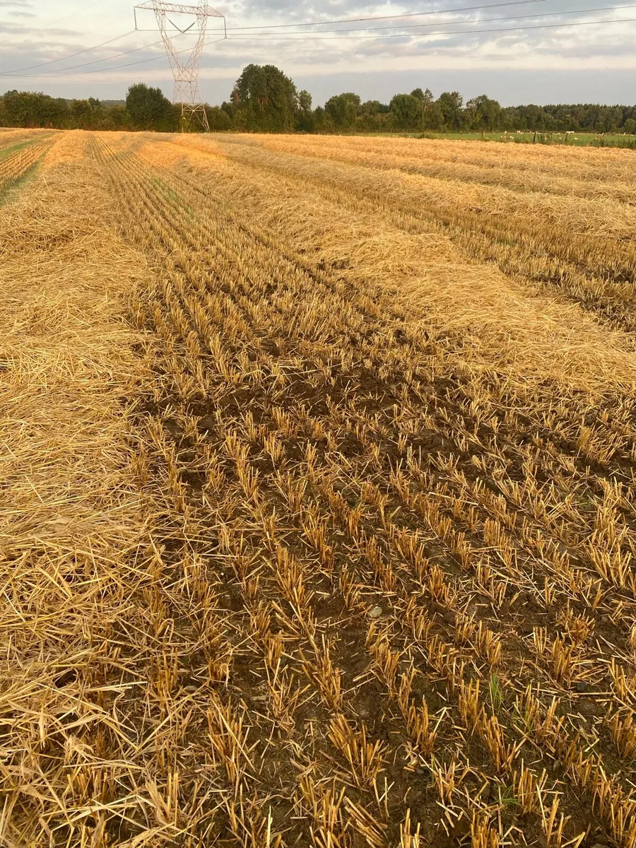 Straw. - Image 1