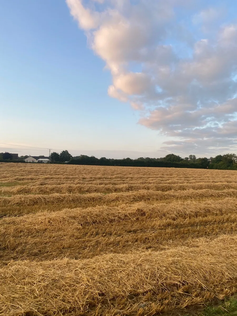 Straw. - Image 2