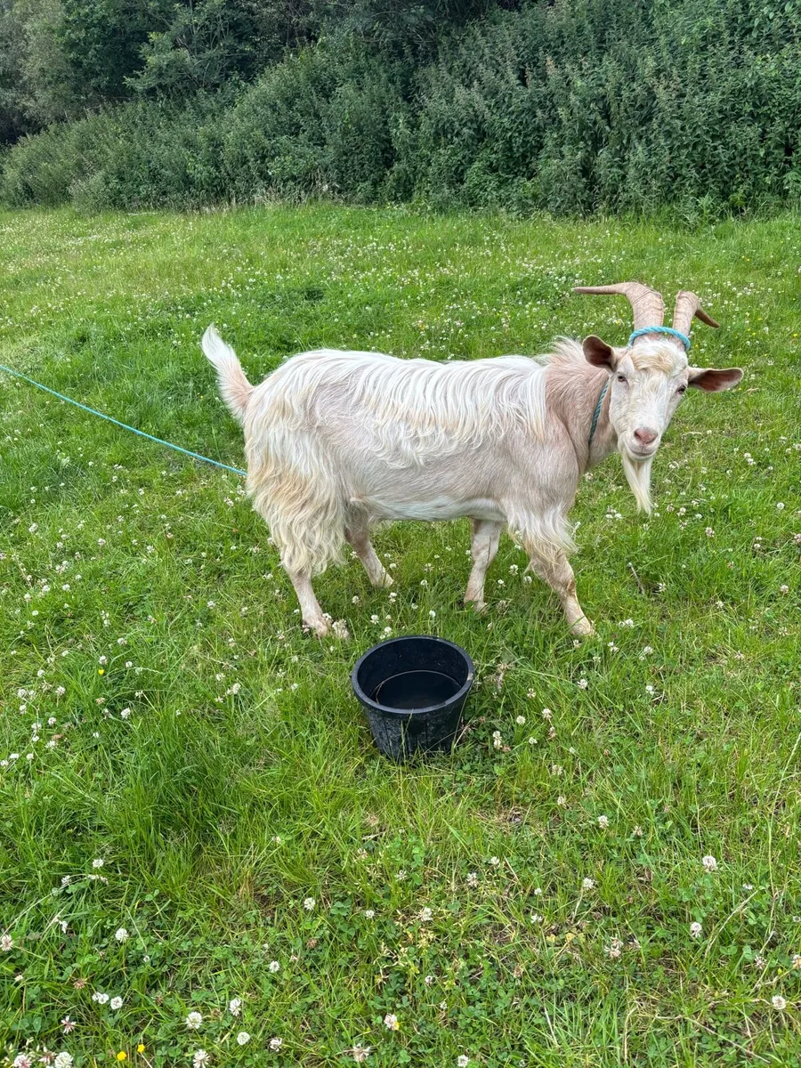 Golden guernsey 4 year old buck - Image 1
