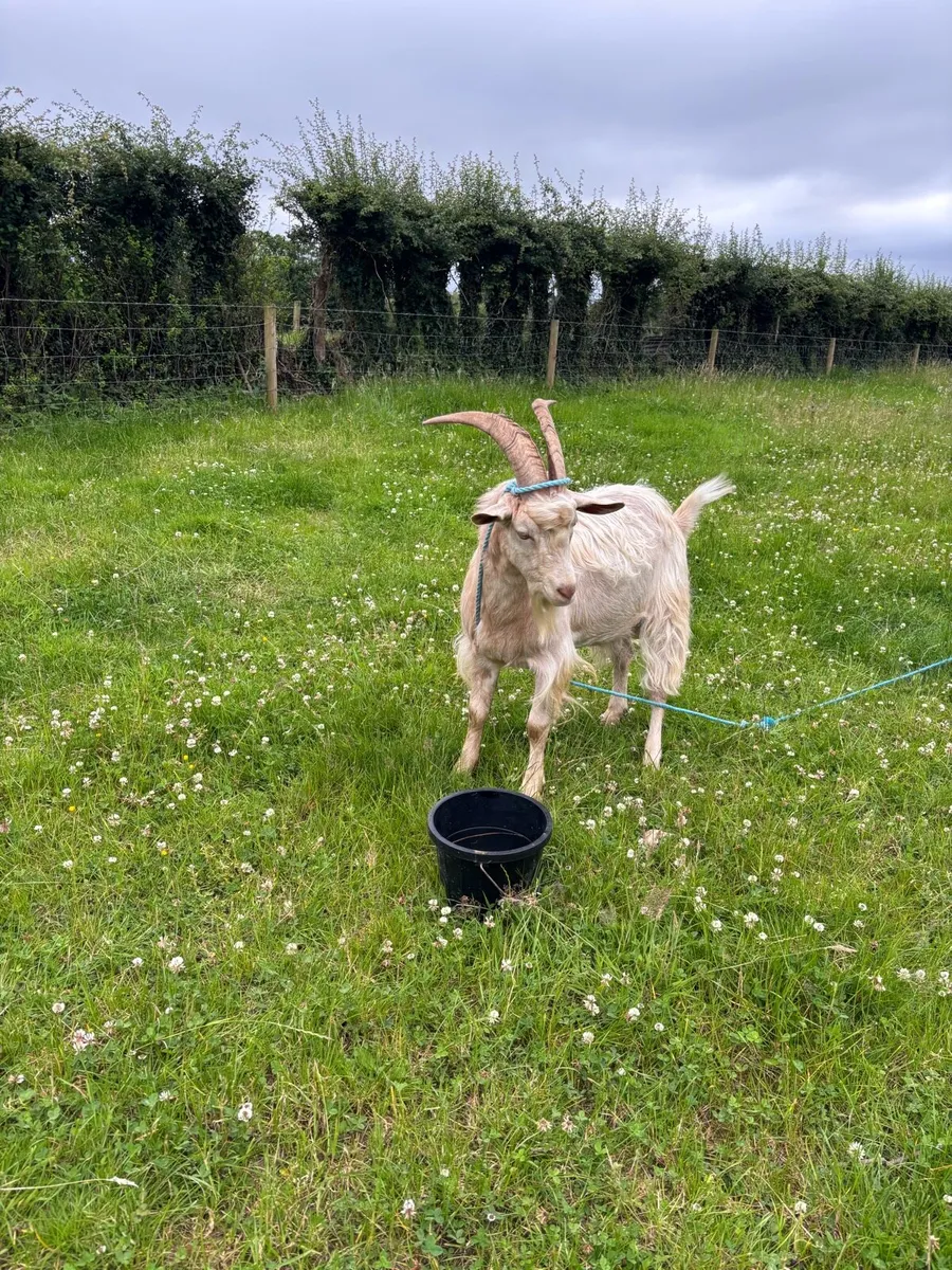 Golden guernsey 4 year old buck - Image 2