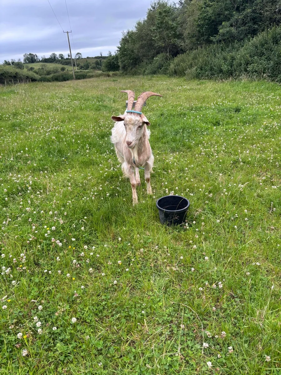 Golden guernsey 4 year old buck - Image 3