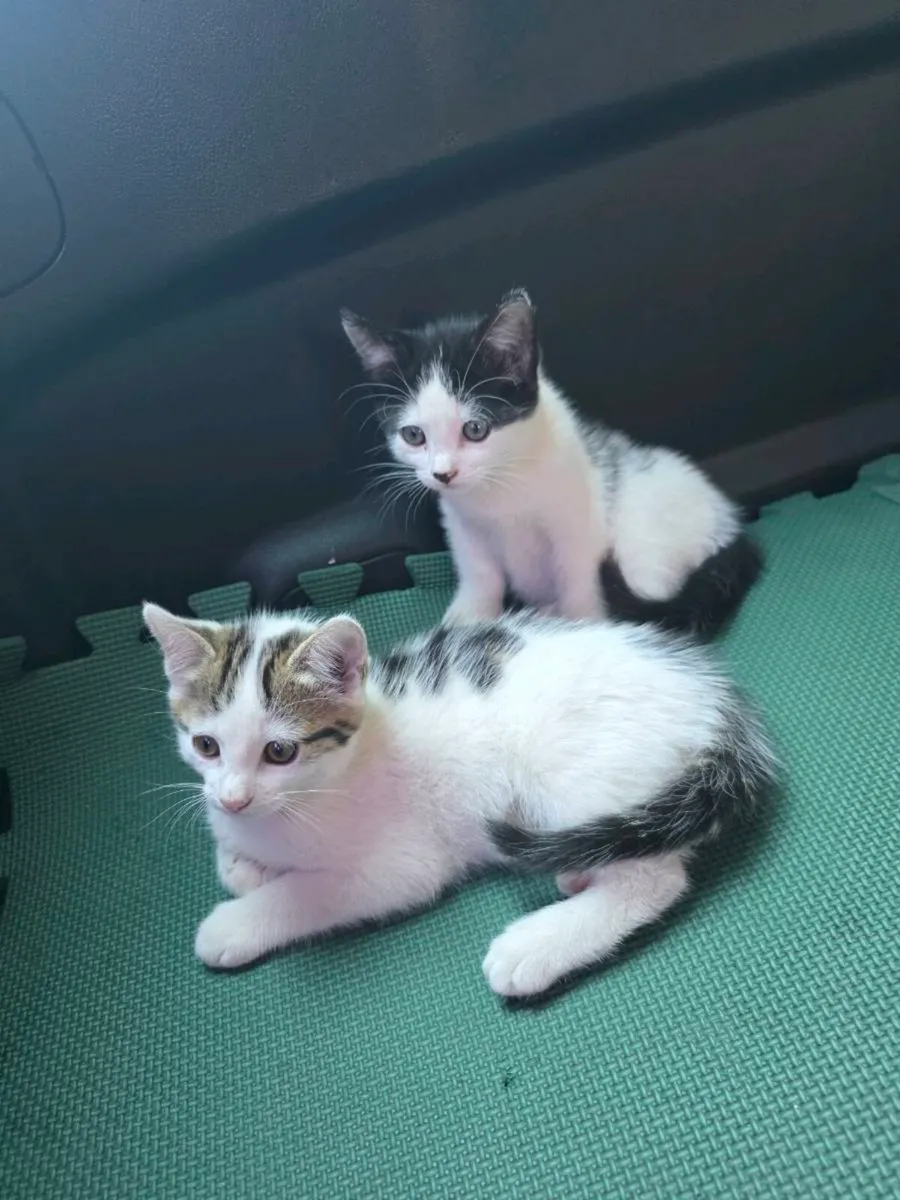 Kittens - Image 2