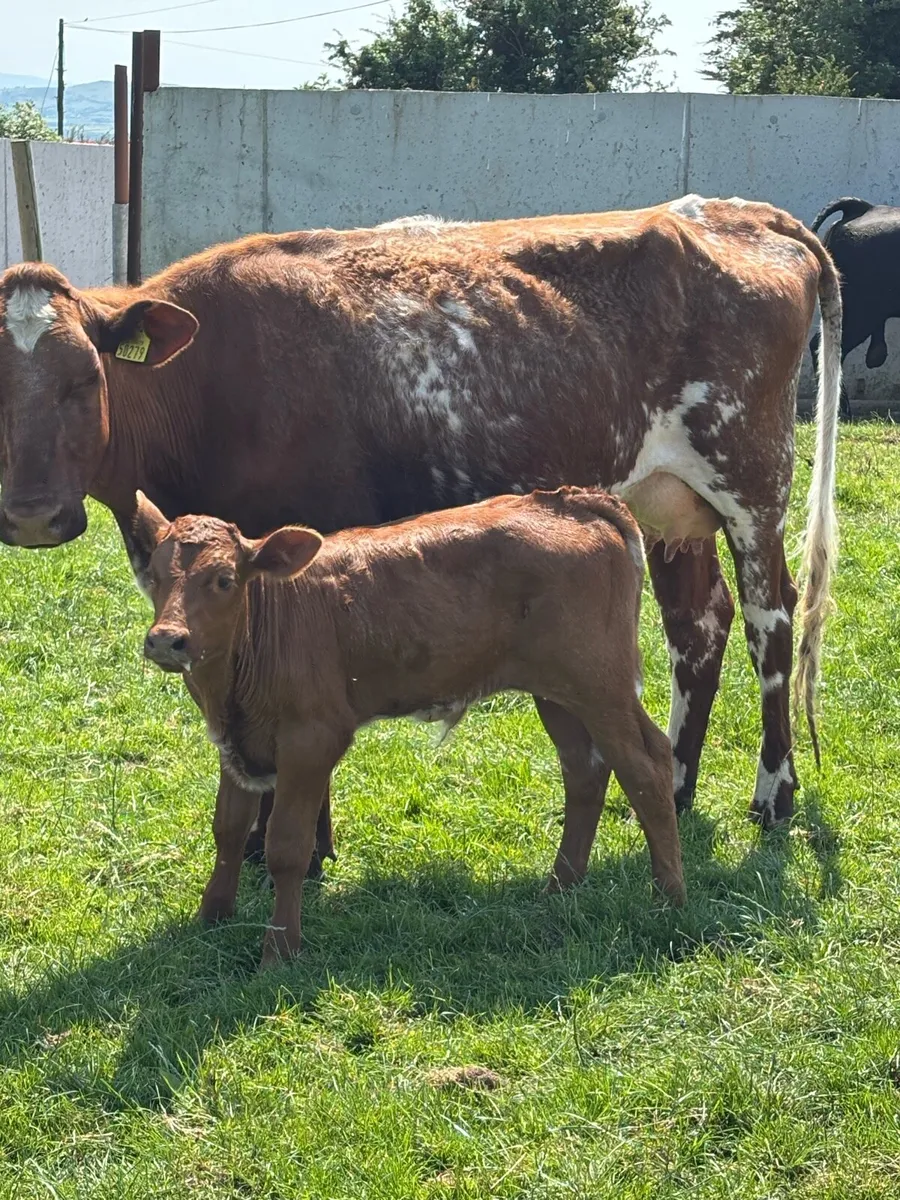 ROAN HEIFER &BLUE BULL CALF - Image 1
