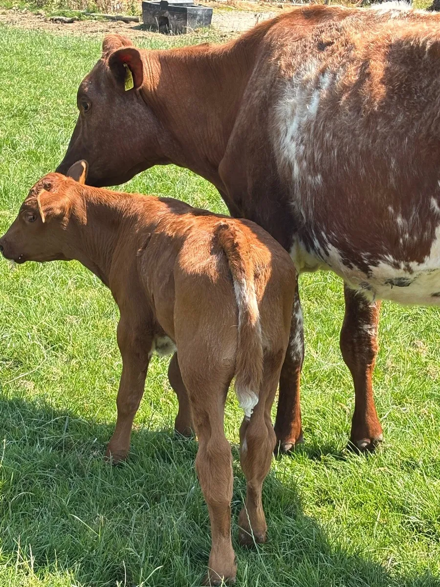 ROAN HEIFER &BLUE BULL CALF - Image 2