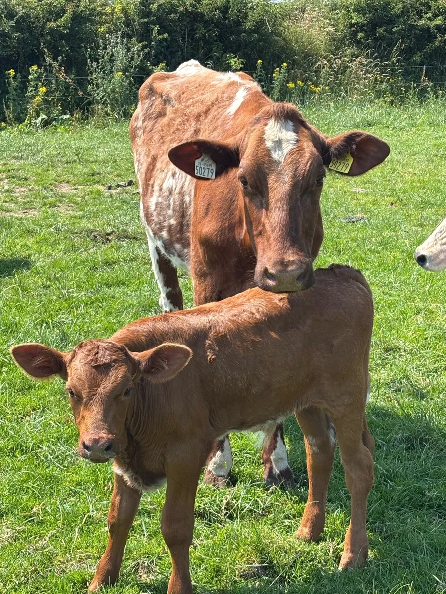 ROAN HEIFER &BLUE BULL CALF - Image 3