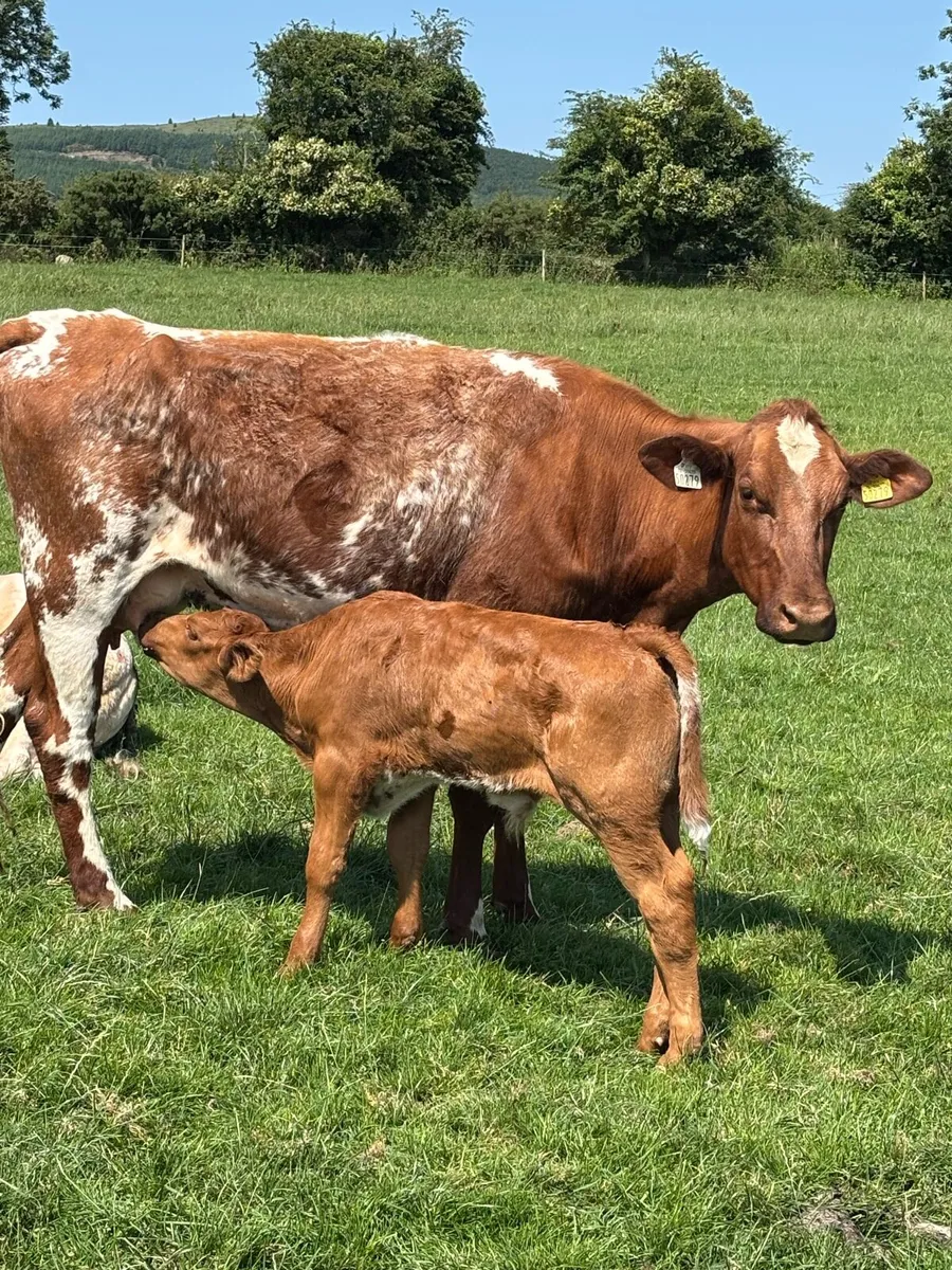 ROAN HEIFER &BLUE BULL CALF - Image 4