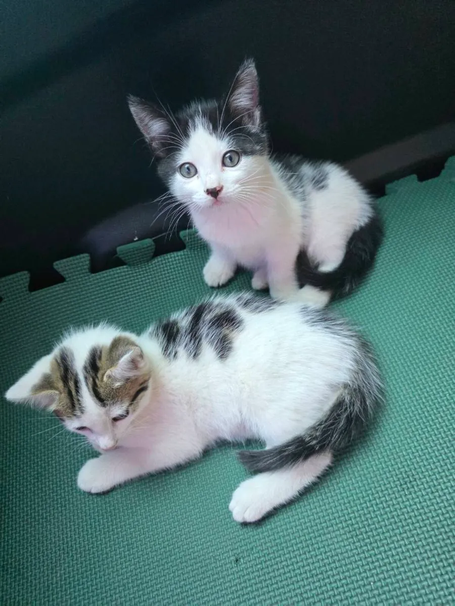 Kittens - Image 3