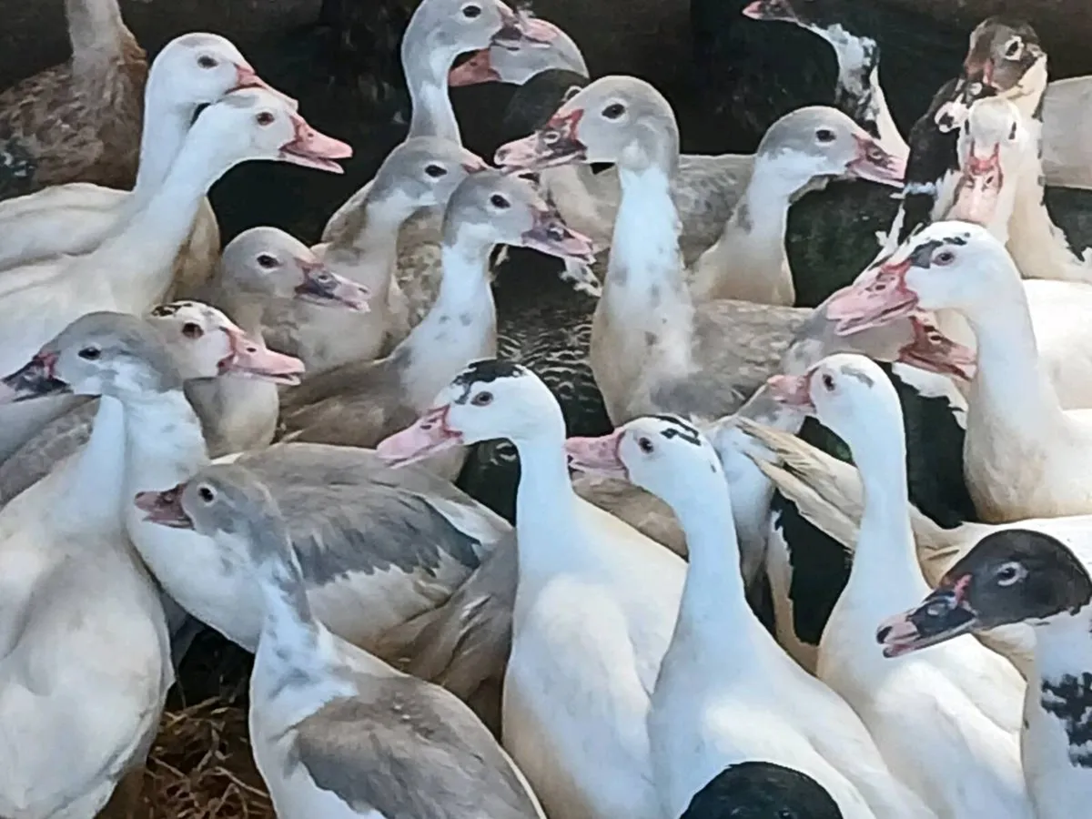 Poultry - Image 1