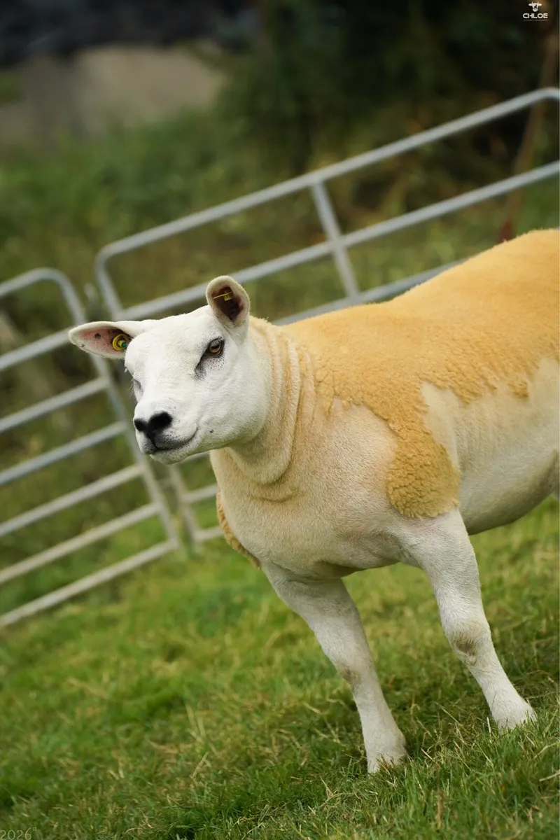 Pedigree texel hoggets - Image 3