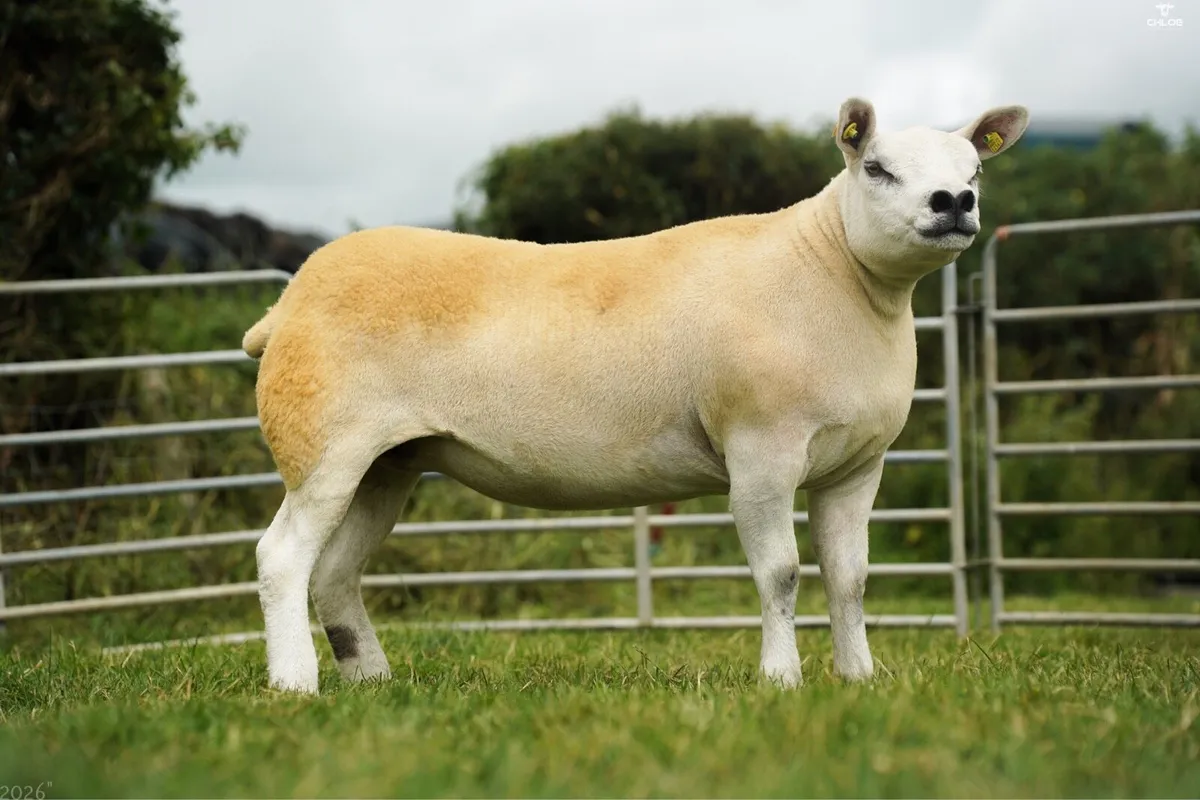 Pedigree texel hoggets - Image 2