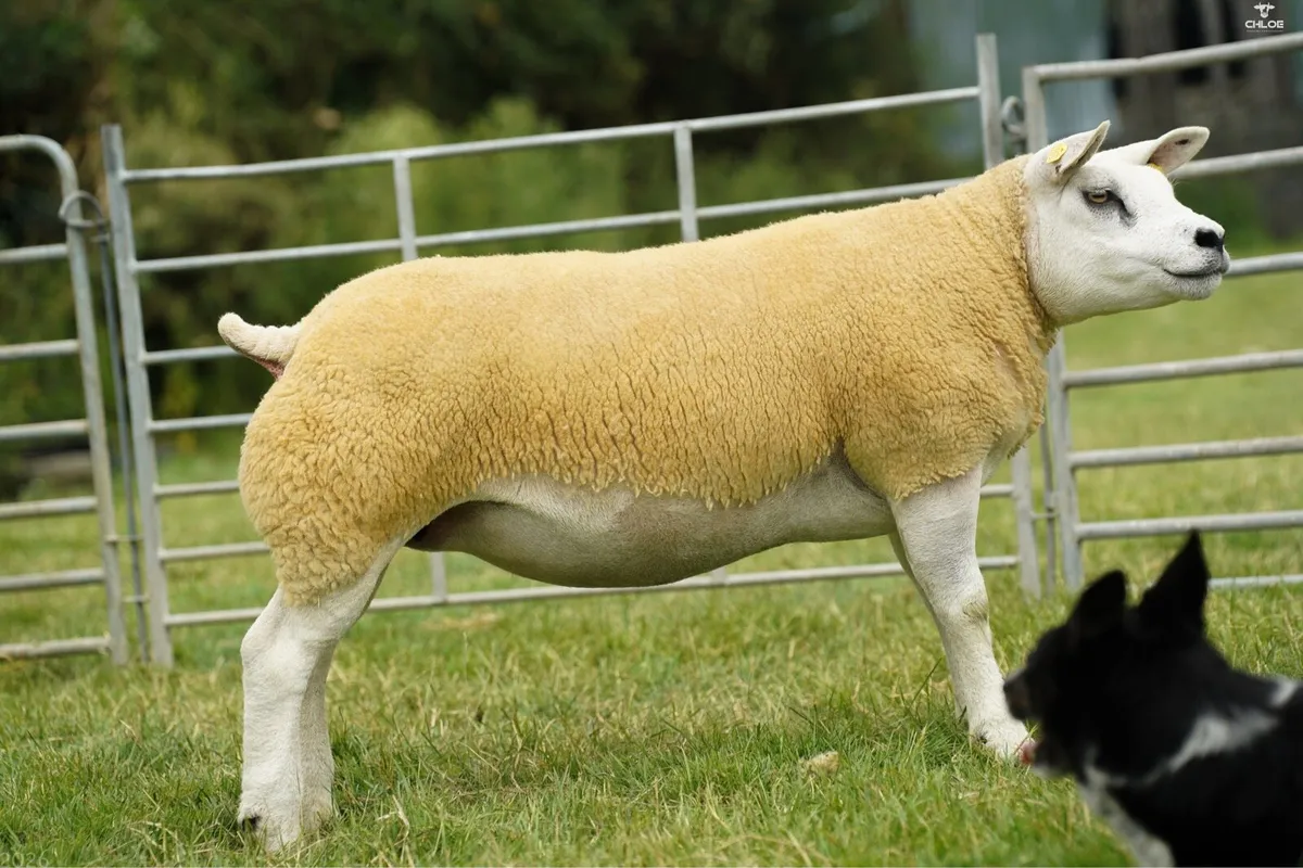 Pedigree texel hoggets - Image 4