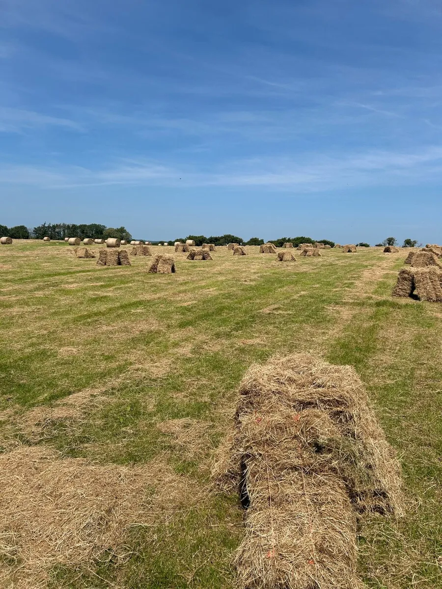 Small square bales of hay - Image 2