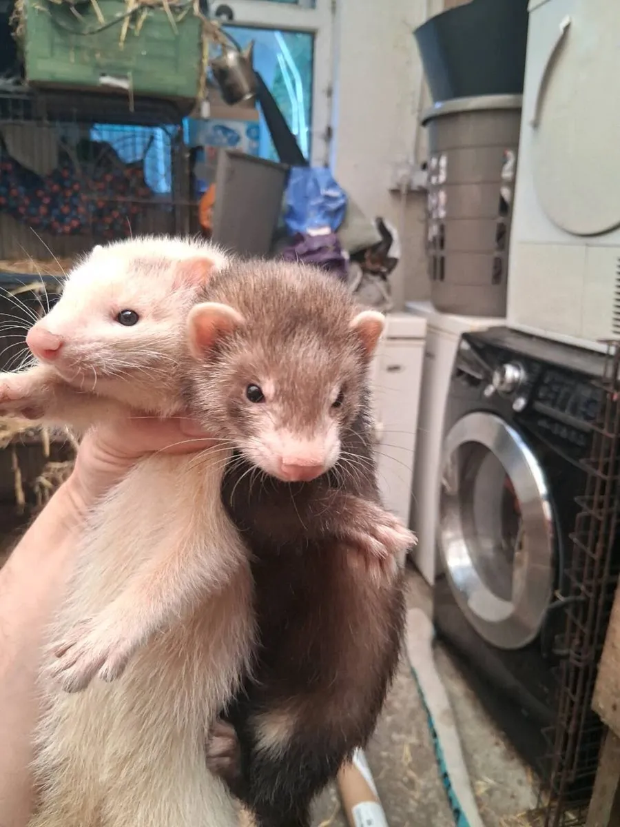 Ferrets - Image 4