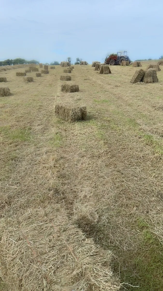 Small square bales of hay - Image 1