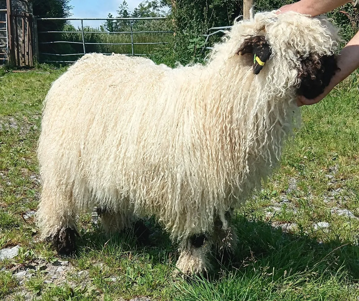 PB Valais Blacknose Ewe Lambs - Image 1