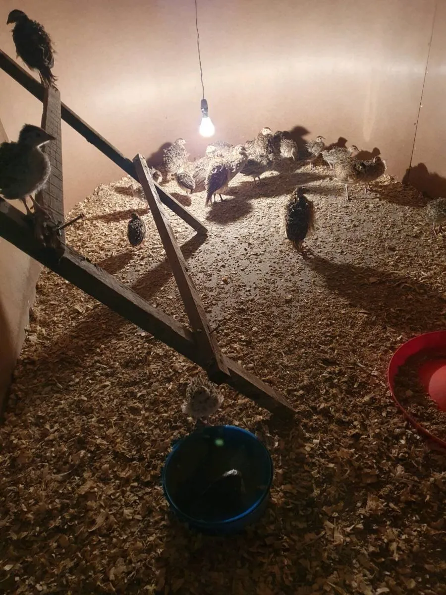 PHEASANTS POLTS - Image 2