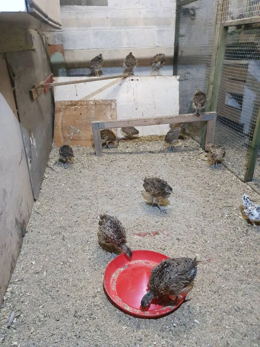 PHEASANTS POLTS - Image 4