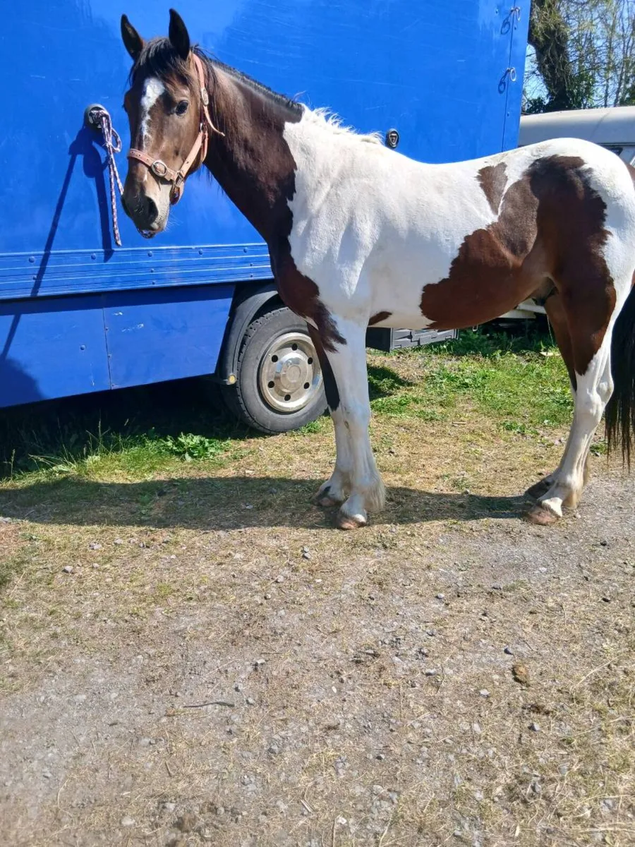 2yr old colt - Image 2