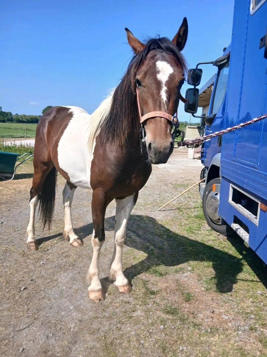 2yr old colt - Image 3