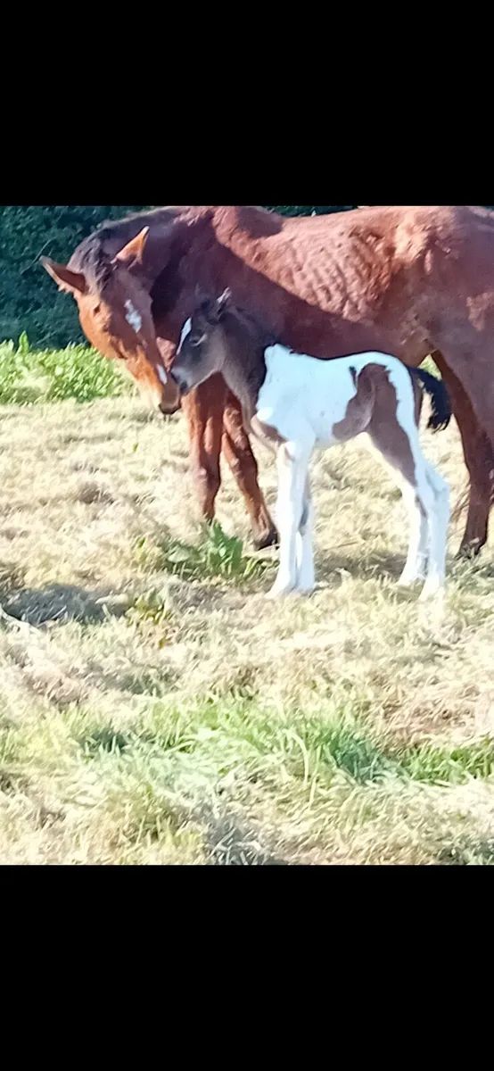 2yr old colt - Image 4