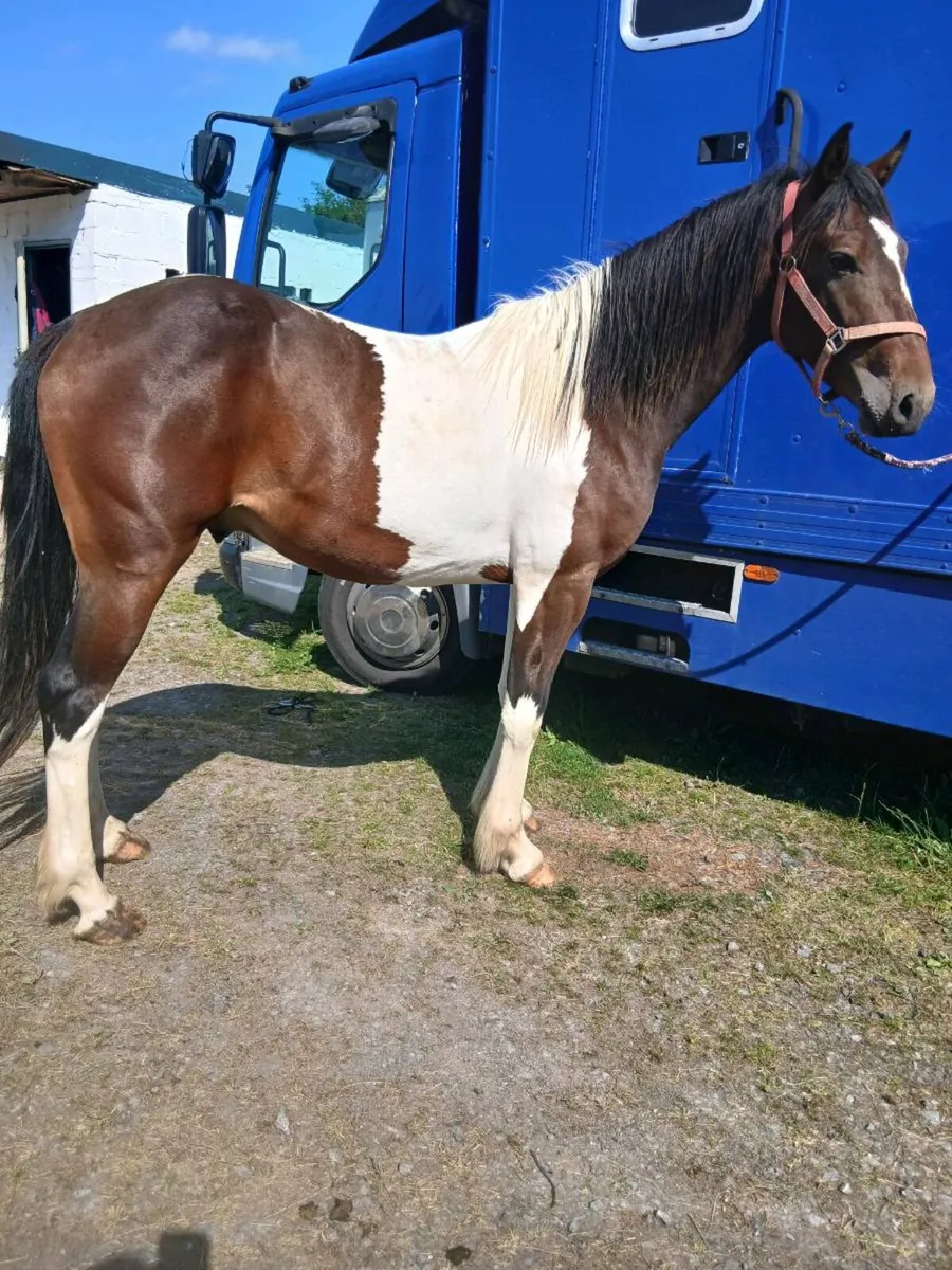 2yr old colt - Image 1