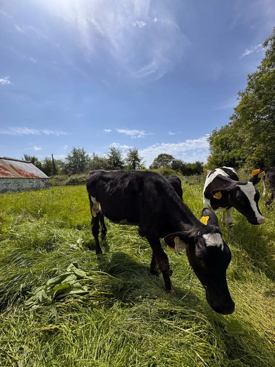 Seeking - Farm partnership / share milking Cork
