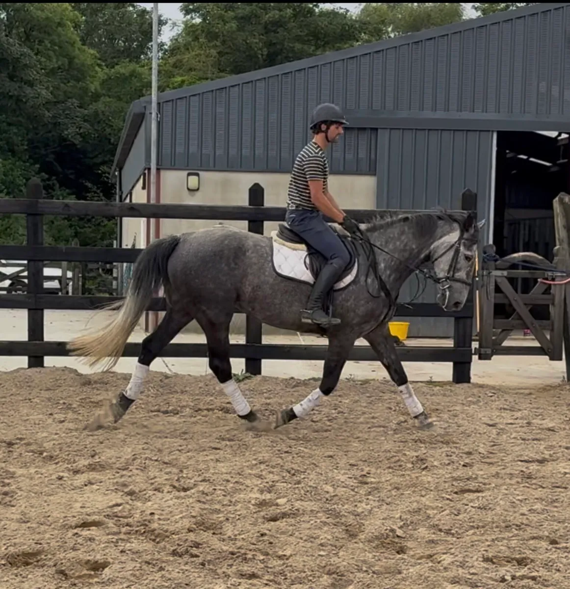 16.2h 8 yo Irish Draught by Gortfree Hero - Image 1