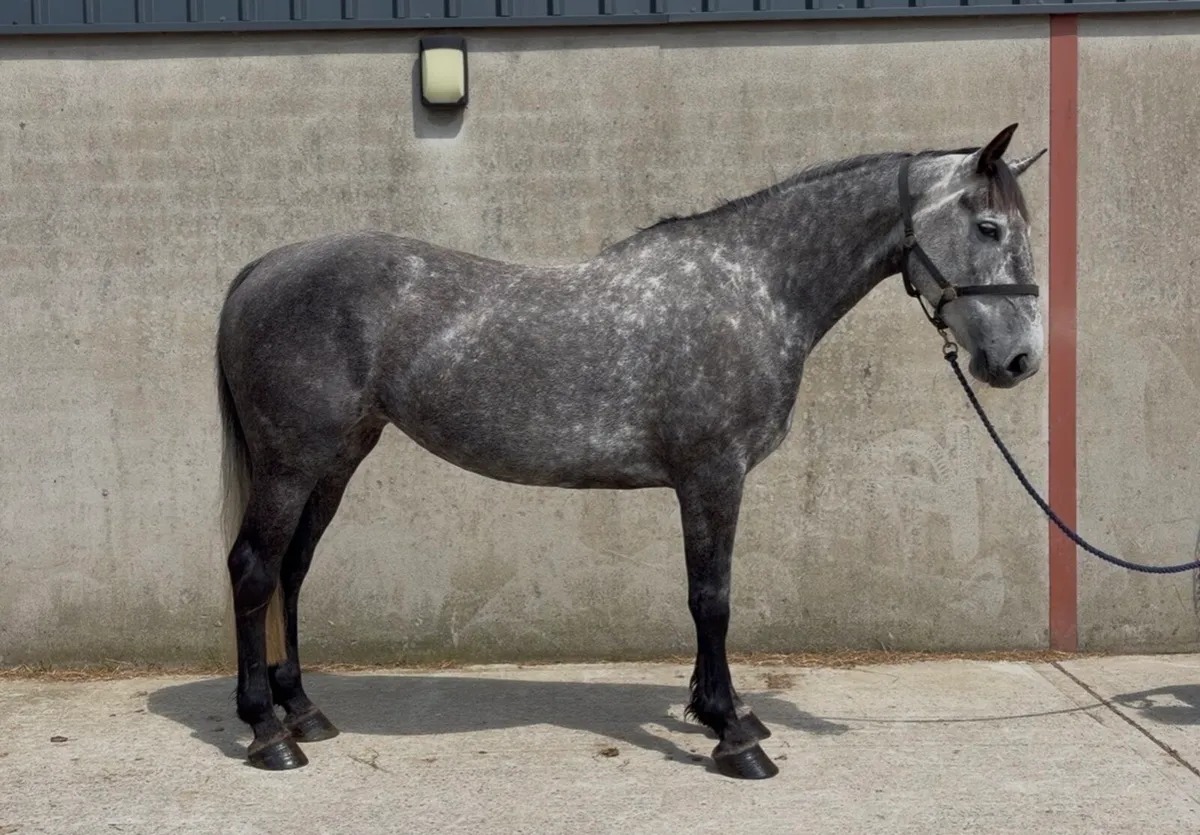 16.2h 8 yo Irish Draught by Gortfree Hero - Image 2