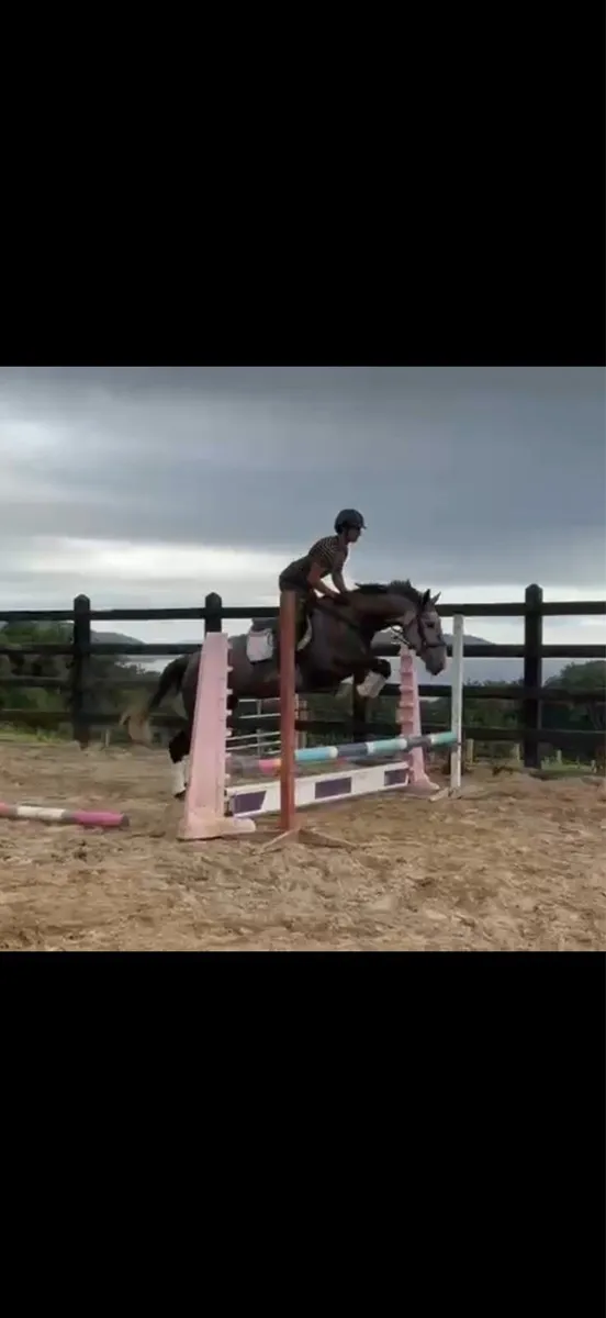 16.2h 8 yo Irish Draught by Gortfree Hero - Image 3