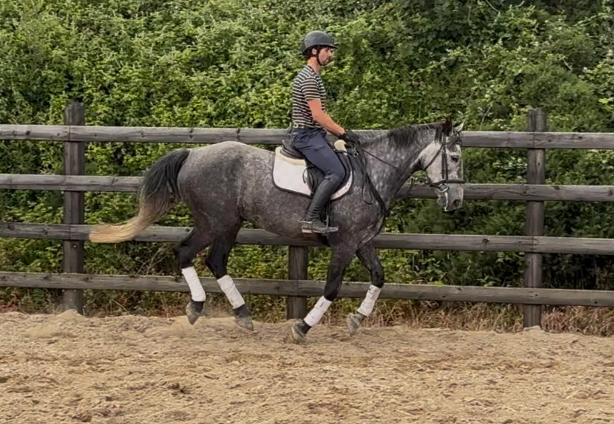 16.2h 8 yo Irish Draught by Gortfree Hero - Image 4