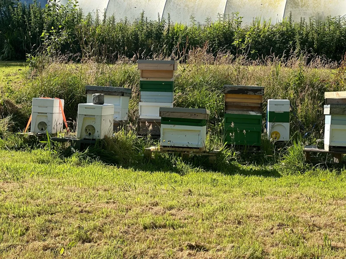 Nuc of Black Native Bees 2026 Queen - Image 1