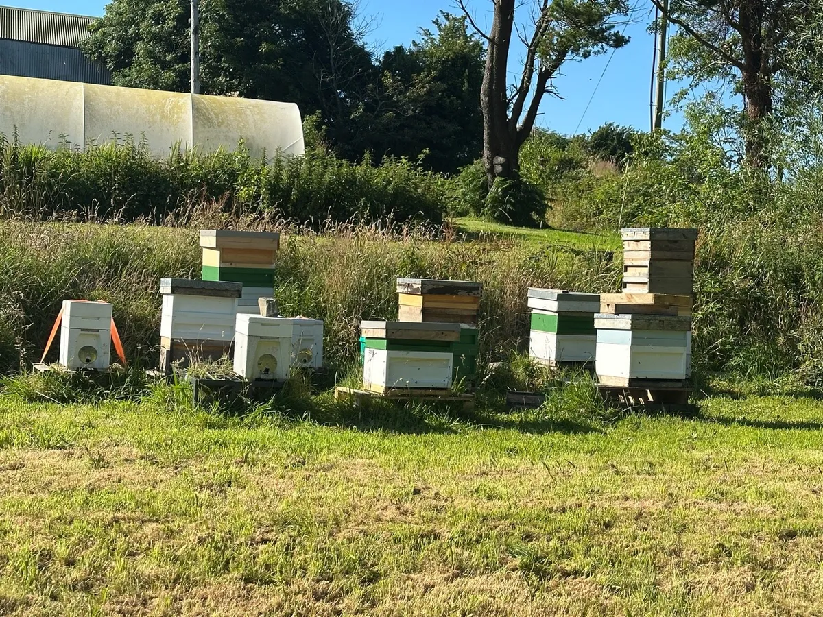 Nuc of Black Native Bees 2026 Queen - Image 2