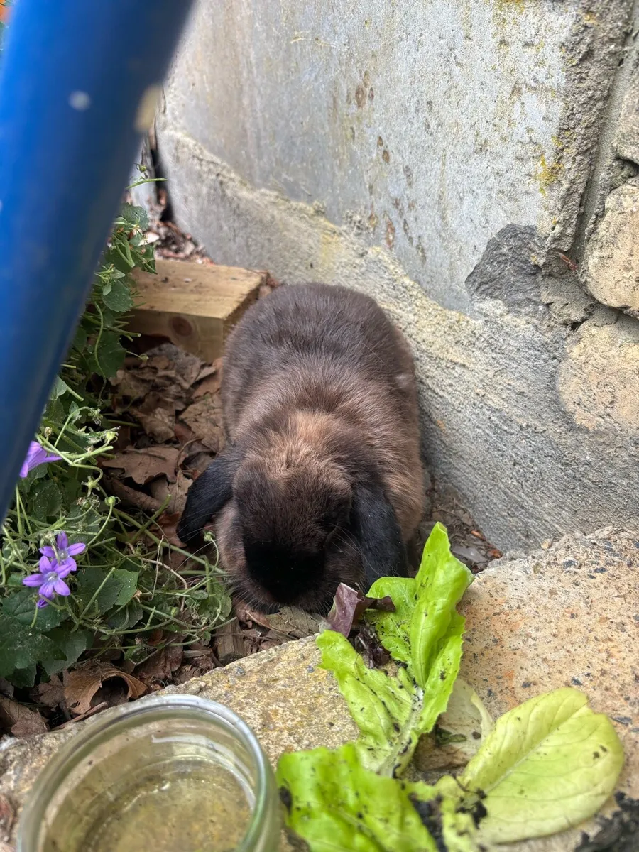 Rabbit - Image 2