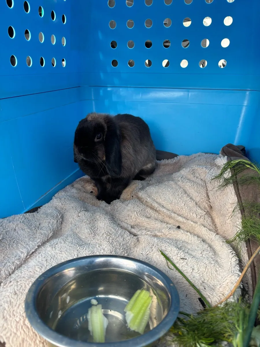 Rabbit - Image 1
