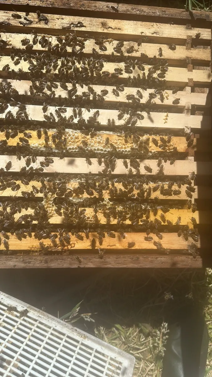 Nuc of Black Native Bees 2026 Queen - Image 3