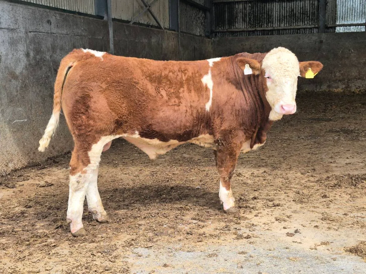 FULLY POLLED SIMMENTAL BULLS AND HEIFERS - Image 2