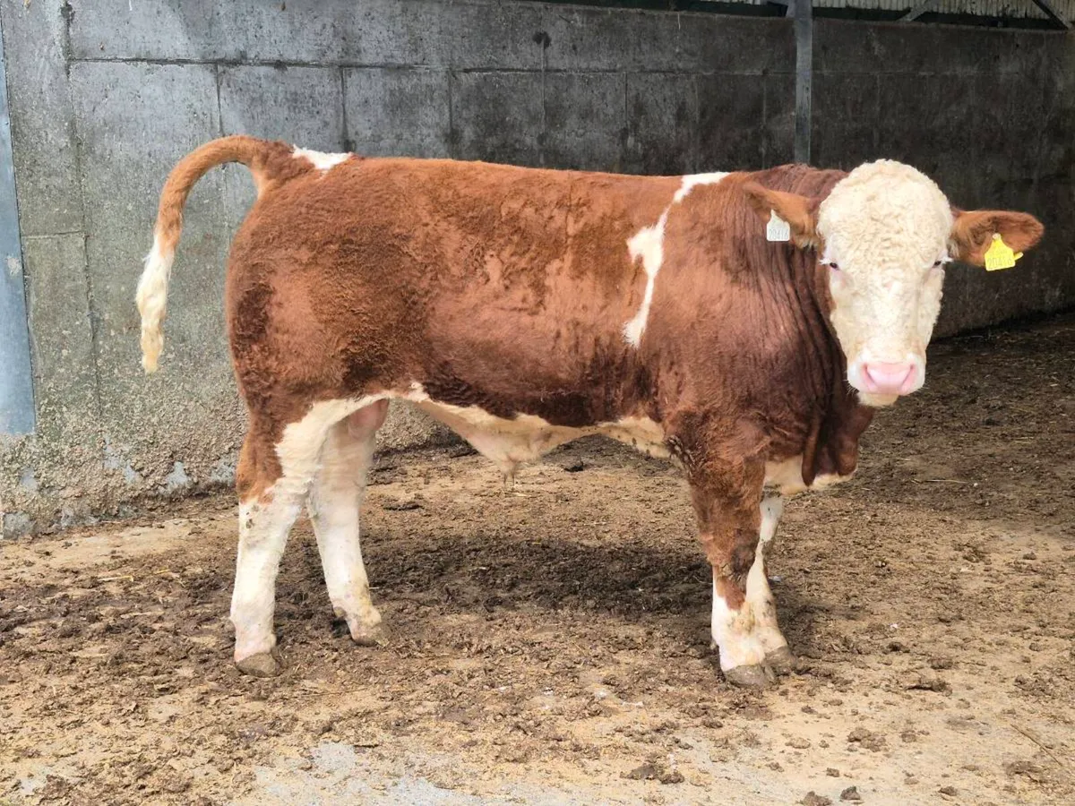 FULLY POLLED SIMMENTAL BULLS AND HEIFERS - Image 1