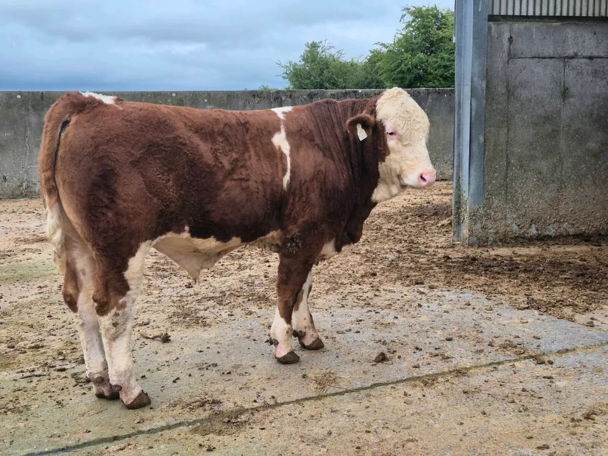 FULLY POLLED SIMMENTAL BULLS AND HEIFERS - Image 3