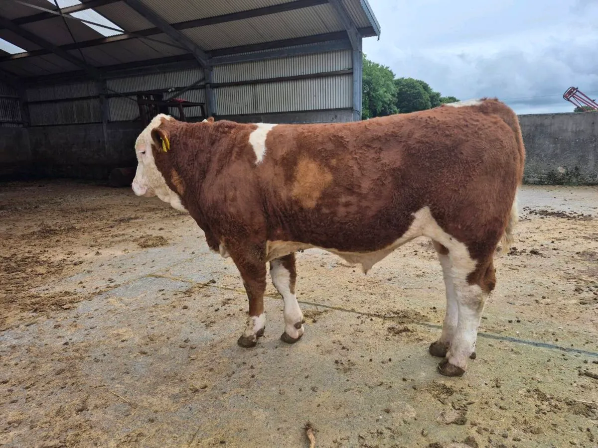 FULLY POLLED SIMMENTAL BULLS AND HEIFERS - Image 4