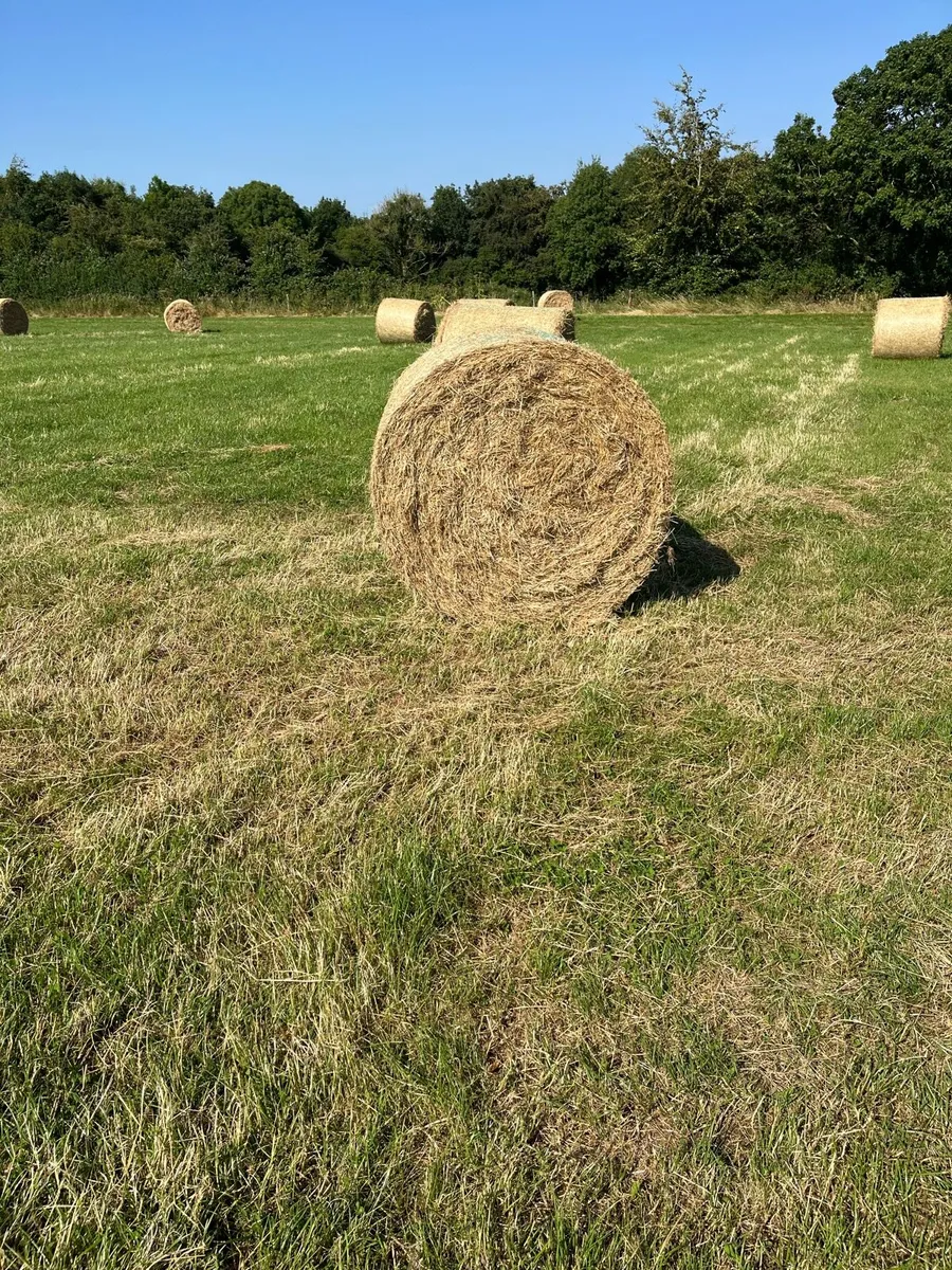 Hay - Image 1