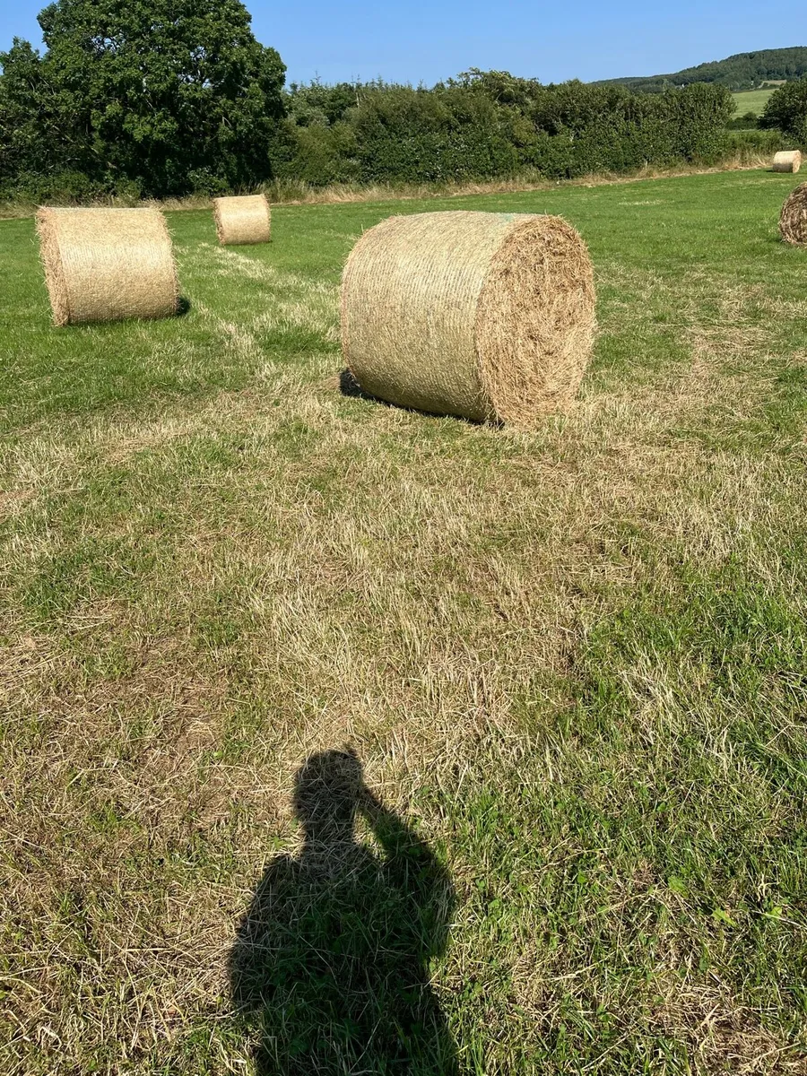 Hay - Image 2