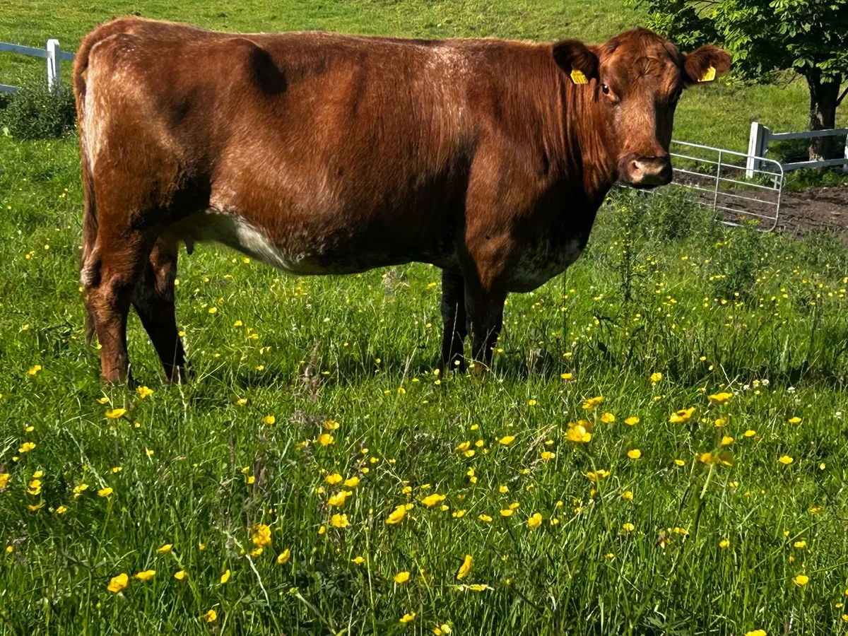 Roan In-Calf Cow - Image 2