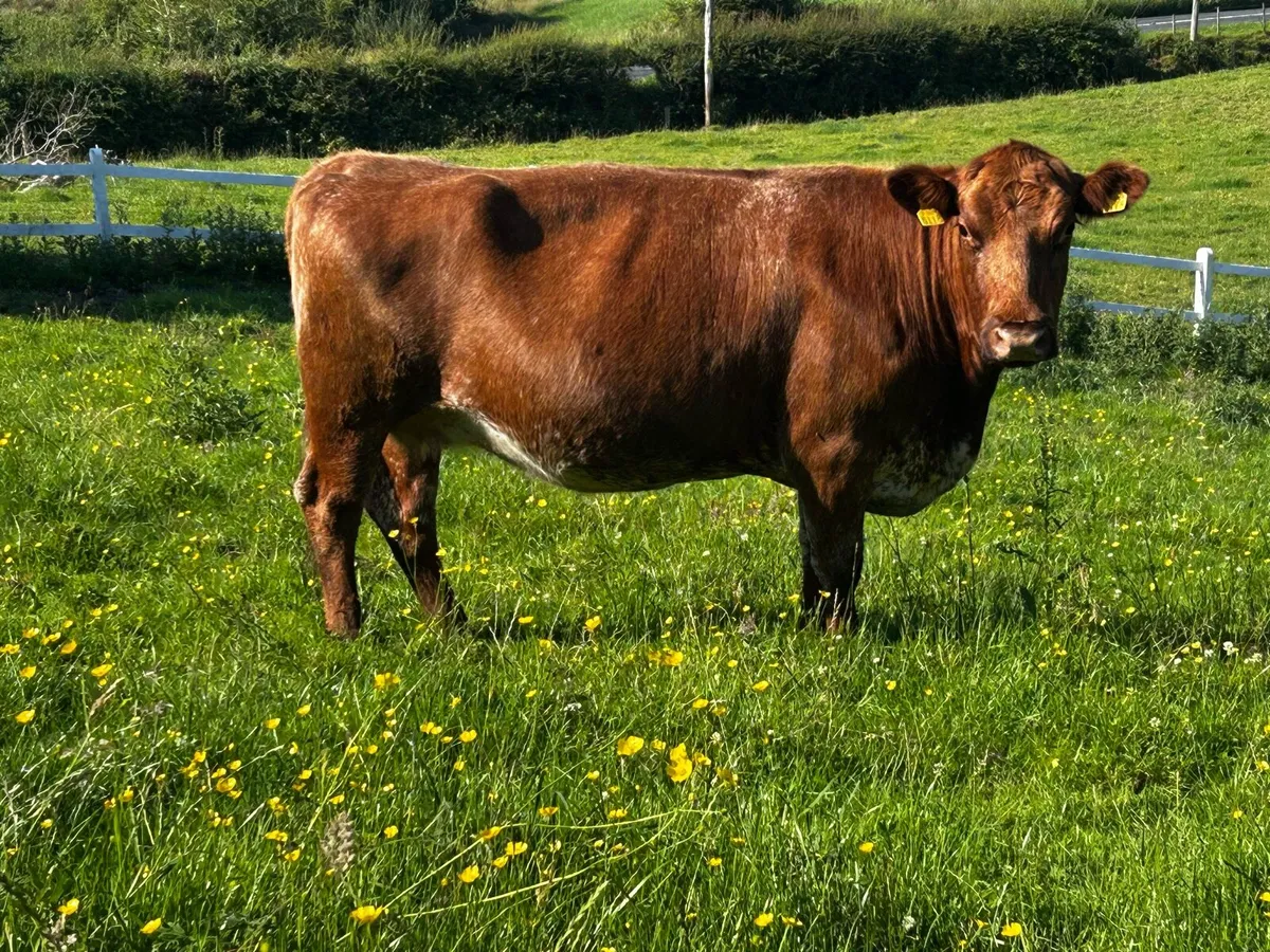 Roan In-Calf Cow - Image 1