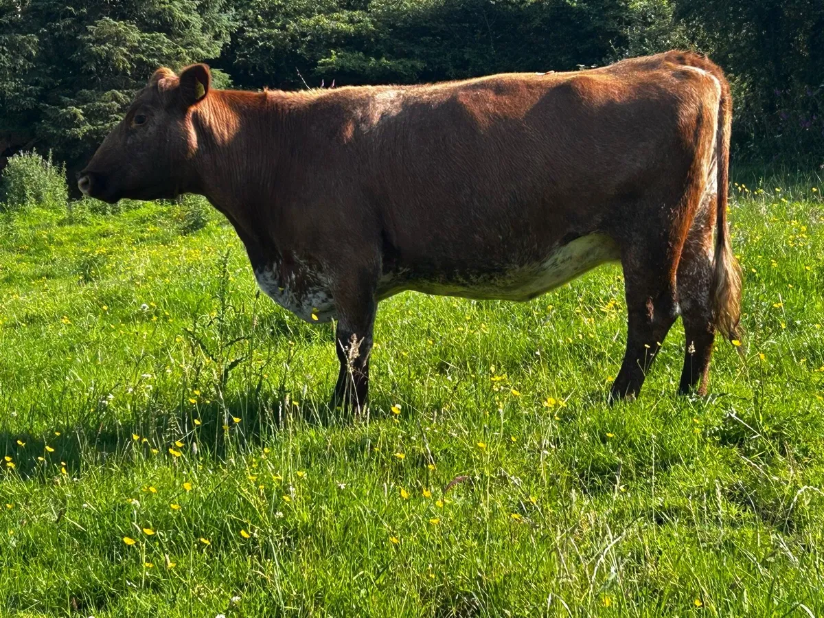 Roan In-Calf Cow - Image 4
