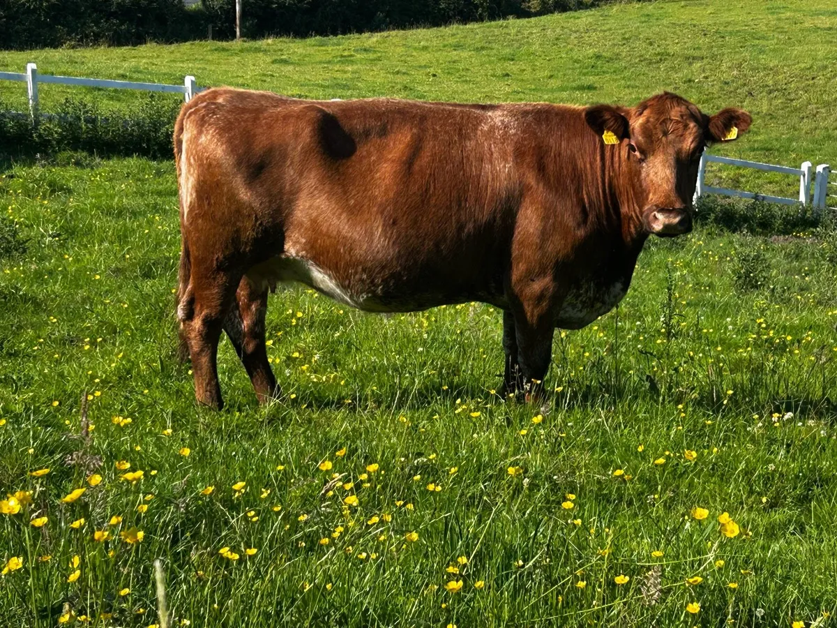 Roan In-Calf Cow - Image 3