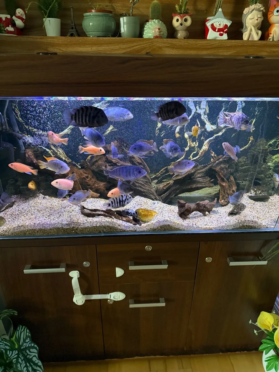 Fish tank - Image 3