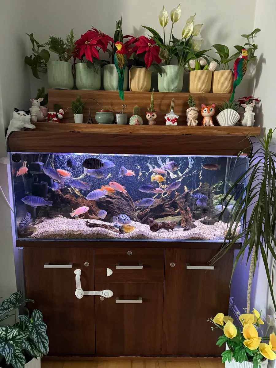 Fish tank - Image 4